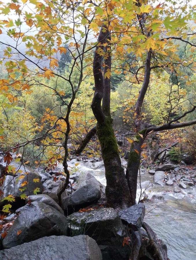 Άγρια Λούλουδα Κατοικία Αρμονία Timfristos エクステリア 写真